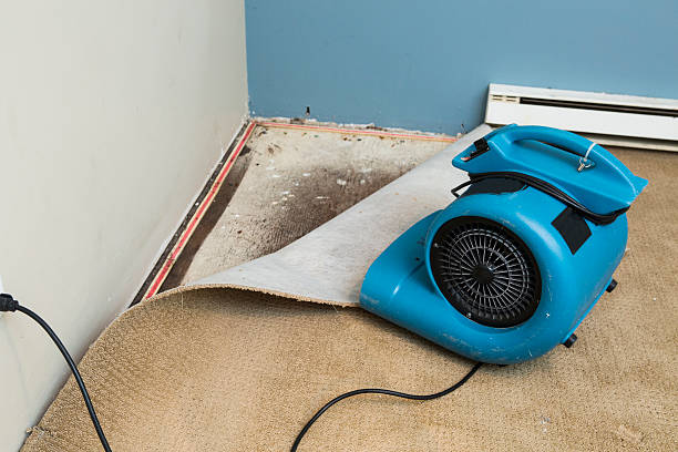 Best Mold removal after water damage  in Canastota, NY